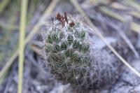 pa_780_neolloydia_conoidea.jpg