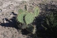 pa_781_opuntia_sp..jpg
