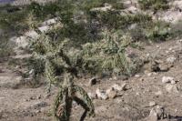 pa_782_cylindropuntia_imbricata.jpg