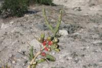 pa_783_cylindropuntia_leptocaulis.jpg