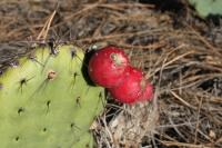 pa_784_opuntia_stenopetala.jpg