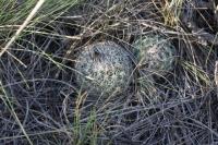 pa_785_gymnocactus_beguinii.jpg