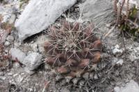 pa_786_thelocactus_matudae.jpg