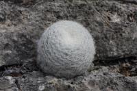 pa_787_mammillaria_candida.jpg