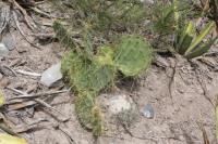 pa_788_opuntia_sp..jpg