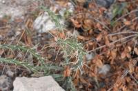 pa_789_cylindropuntia_leptocaulis.jpg