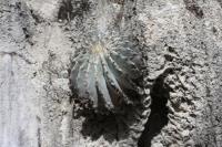 pa_790_geohintonia_mexicana.jpg