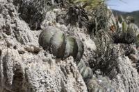 pa_791_aztekium_hintonii.jpg