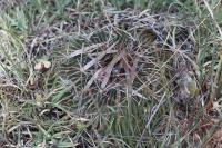 pa_792_echinofossulocactus_erectocentrus.jpg