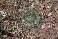 pa_793_mammillaria_sp..jpg