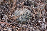 pa_794_gymnocactus_beguinii.jpg