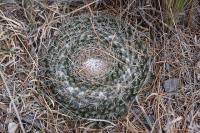 pa_795_mammillaria_sp..jpg