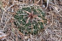 pa_796_echinofossulocactus_erectocentrus.jpg