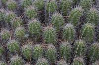 pa_798_echinocereus_parkeri.jpg