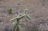 pa_799_cylidropuntia_imbricata.jpg