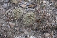 pa_800_coryphantha_palmeri.jpg