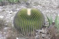 pa_801_echinocactus_platyacanthus.jpg