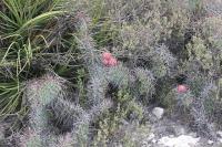 pa_802_opuntia_stenopetala.jpg