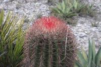 pa_803_ferocactus_steinesii.jpg