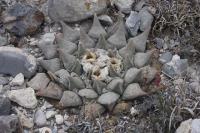 pa_804_ariocarpus_retusus.jpg