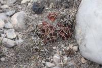 pa_805_thelocactus_bueckii.jpg