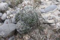 pa_806_neolloydia_conoidea.jpg
