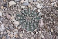 pa_807_echinocereus_pulchellus_var._sharpii.jpg