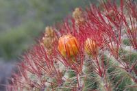 pa_808_ferocactus_steinesii_var._pilosus.jpg