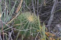 pa_810_ferocactus_echidne.jpg
