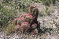 pa_811_ferocactus_steinesii.jpg