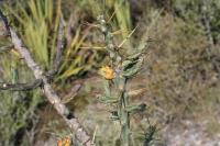 pa_812_cylindropuntia_kleiniae.jpg