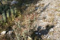 pa_813_cylindropuntia_tunicata.jpg