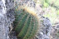 pa_814_ferocactus_echidne.jpg