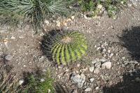 pa_815_echinocactus_platyacanthus.jpg