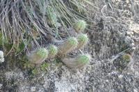 pa_816_echinocereus_parkeri.jpg