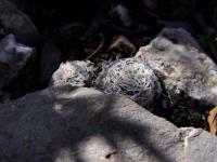 pa_817_mammillaria_picta.jpg
