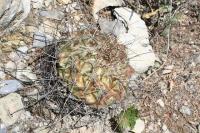pa_818_thelocactus_bueckii.jpg