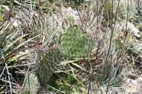 pa_819_opuntia_sp..jpg