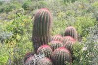 pa_820_ferocactus_steinesii.jpg