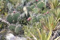 pa_821_opuntia_stenopetala.jpg