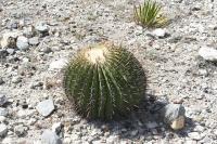 pa_822_echinocactus_platyacanthus.jpg