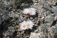pa_824_ariocarpus_confusus_b_l_.jpg