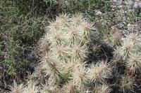 pa_825_cylindropuntia_imbricata.jpg