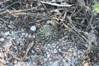 pa_826_mammillaria_formosa.jpg