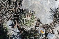 pa_827_echinofossulocactus_erectocentrus.jpg