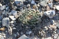 pa_828_mammillaria_heyderi.jpg