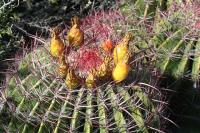 pa_829_ferocactus__steinesii.jpg