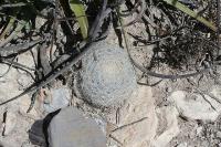 pa_830_mammillaria_candida.jpg