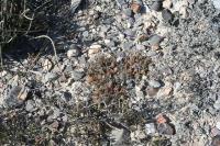 pa_831_thelocactus_bueckii.jpg