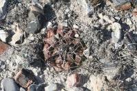 pa_832_thelocactus_bueckii.jpg